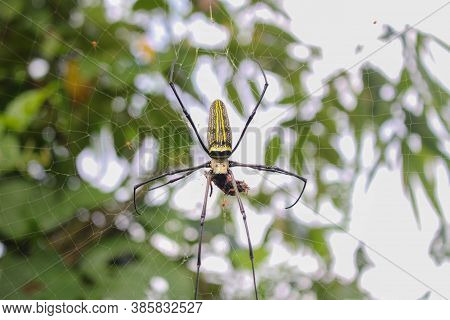 Spider,spider Siting On The Net,big Spider,spider In Asis Images