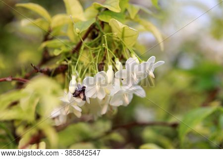 Bloom White Flower Of Wrightia Religiosa With Green Leaves On The Tree. The Flower Of Wrightia Lance