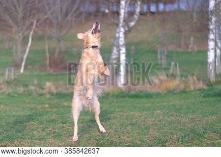 Happy Golden Retriver Running On Meadow.he Plays And Jumps On The Grass In The Evening.catches The D