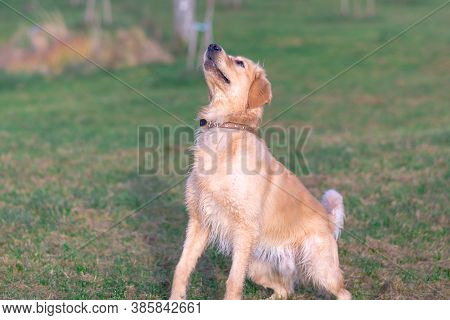 Happy Golden Retriver Running On Meadow.he Plays And Jumps On The Grass In The Evening.catches The D