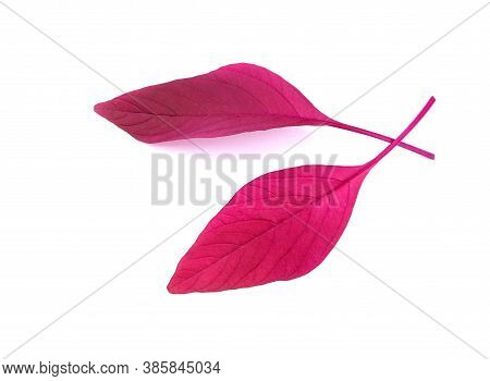 Red Leaves Of Amaranth Isolated. Autumn Leaves Of Amaranthus .