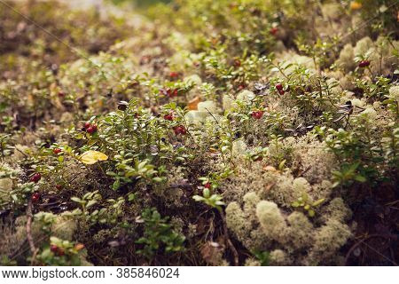 Cowberry And Green Moss. Close Up Of Red Bilberry. Moss And Clusterberry In The Forest.