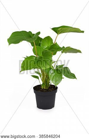 Tropical Houseplantc Alled 'homalomena Rubescens Maggy' In Flower Pot Isolated On White Background