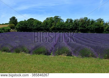 Green Trees And Lavender Under A Blue Sky In The Kent Countryside