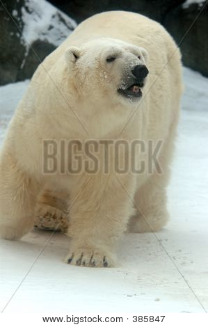 Niedźwiedź polarny