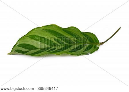 Single Leaf Of Tropical 'calathea Concinna Freddie' House Plant Isolated On White Background