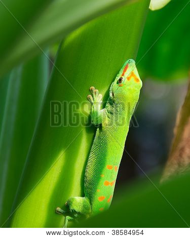 Grøn gecko på blad (Zürich zoo)