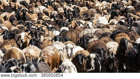 Brown, White And Black Sheep In Kyrgystan..