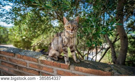 Stray Cat Over The Rail Looking At The Camera