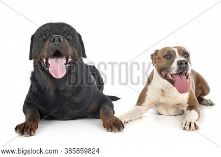 American Staffordshire Terrier And Rottweiler In Front Of White Background