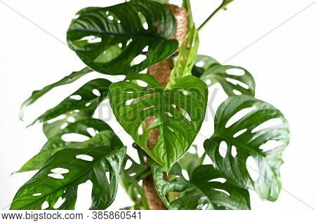 Close Up Of Of Leaf Of Tropical Plant Called  'monstera Adansonii' On Climbing Pole On White Backgro