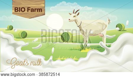 Goat On Meadow With Hay Bales. Splashing Bio Farm Milk. Realistic. 3d Mockup Product Placement