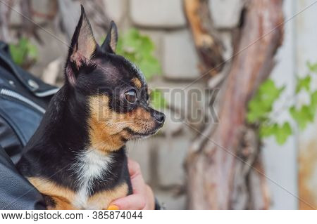 chihuahua leather jacket