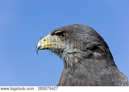 Head Close-up Of Black-chested Buzzard-eagle Geranoaetus Melanoleucus Against A Blue Sky