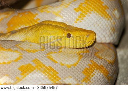 Albino Reticulated Python Python Reticulatus Snake Reptile