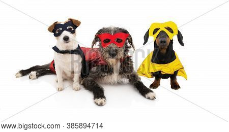 Three Dogs Super Hero Costume Celerbating Halloween Or Carnival. Isolated On White Background.