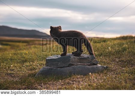 Beautiful Wild Animal In The Grass. Arctic Fox Cub, Vulpes Lagopus, Cute Animal In The Nature Habita