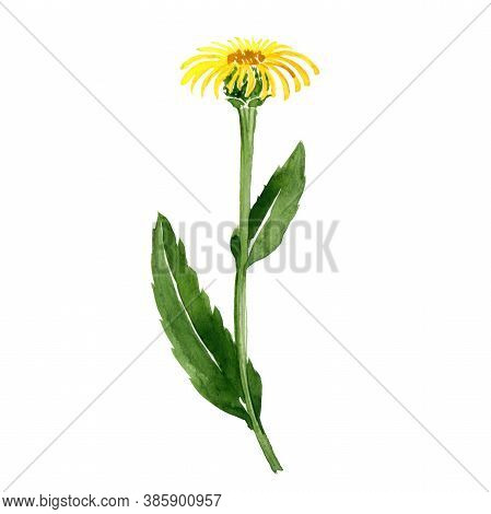Watercolor Drawing Elecampane Flower, Inula Helenium , Hand Drawn Illustration