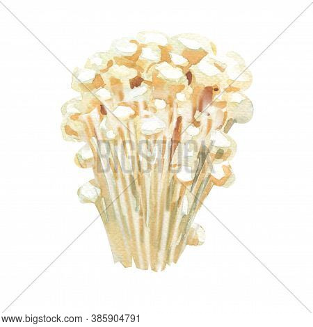 Enokitake, Enoki Mushroom, Velvet Shank, Golden Needle Mushroom, Edible Mushroom In The Family Physa