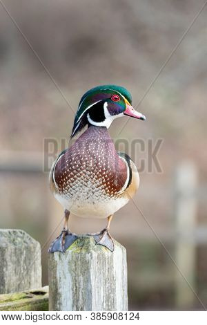 A Male Wood Duck Resting On The Stud.   Delta Bc Canada