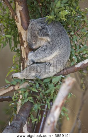 Koala Bear - spaní ve stromu