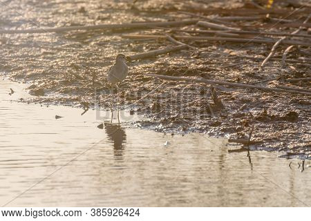 Sandpiper, wood Sandpiper in Shallow Water (tringa Glareola) Wader Bird sandpiper