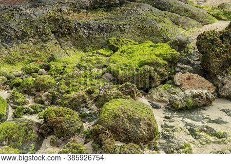 Overgrowth Of Green Algae On Coastal Rocks At Low Tide. Close Up Of Green Algae Growing On Coastal R