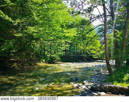 Mountain Rocky River Overgrown With Greenery. Nature In Summer