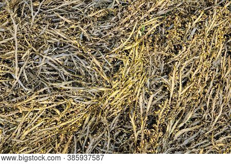 Bladder Wrack Seaweed Background On Outdoor. Fucus Vesiculosus