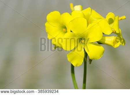 Photos Of Yellow Flowers Growing In The Countryside