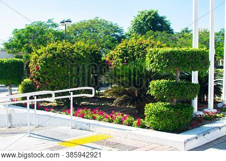 Beautiful Flowers And Trees In A Tropical Park In Dubai. Nature In Al Mamzar