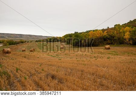 Fresh Hay Newly Baled Still In The Field.
