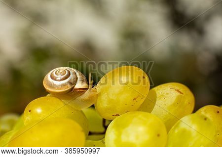 Close-up Of A Small Snail Crawling Over Grapes Quiche Mish
