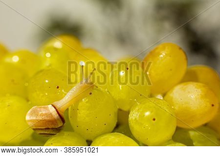Close-up Of A Small Snail Crawling Over Grapes Quiche Mish