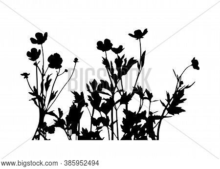 Vector Buttercup Flowers - Hairy Buttercup (ranunculus Sardous) Silhouette Isolated On White Backgro
