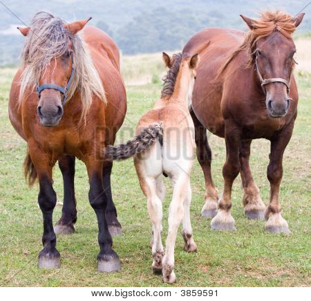 Horses And Colt