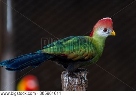 A Red-crested Turaco (tauraco Erythrolophus) Is A Turaco, A Group Of African Otidimorphae Birds In A