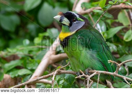 Fire Tufted Barbet (psilopogon Pyrolophus)  A Green Tropical Bird Native To Sumatra And The Malaysia