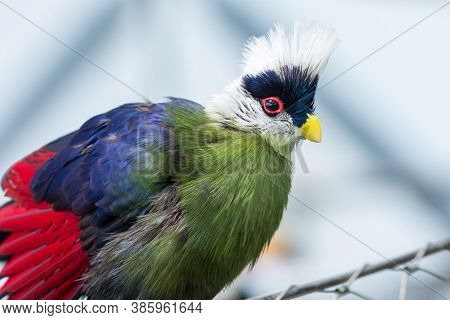 The White-crested Turaco (tauraco Leucolophus) Perches On A Rainforest Tree In West Africa Looking A
