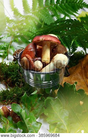 A Little Basket Full Of Forest Mushrooms On The Autumn Fern And Oak Leaves In A Light Beams