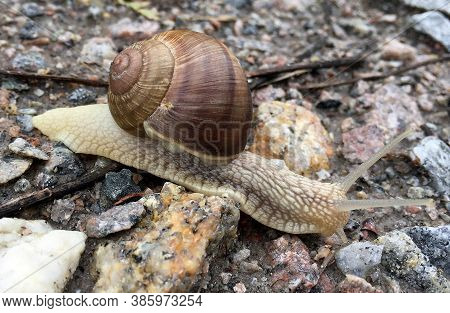 Small Garden Snail In Shell Crawling On Wet Road, Slug Hurry Home. Snail Slug Consist Of Edible Tast