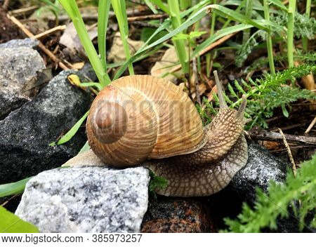 Small Garden Snail In Shell Crawling On Wet Road, Slug Hurry Home. Snail Slug Consist Of Edible Tast