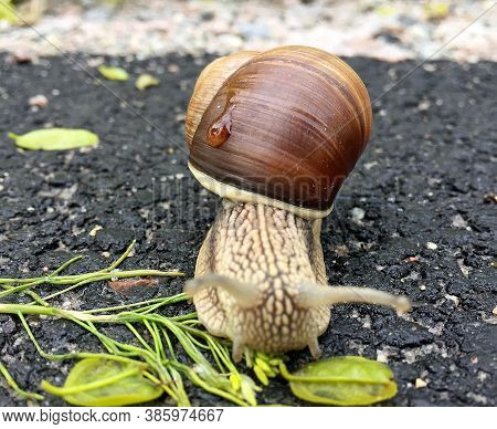 Small Garden Snail In Shell Crawling On Wet Road, Slug Hurry Home. Snail Slug Consist Of Edible Tast