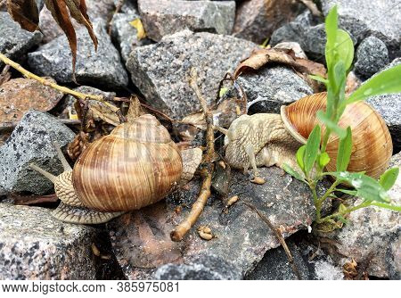 Small Garden Snail In Shell Crawling On Wet Road, Slug Hurry Home. Snail Slug Consist Of Edible Tast
