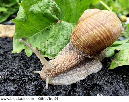 Small Garden Snail In Shell Crawling On Wet Road, Slug Hurry Home. Snail Slug Consist Of Edible Tast