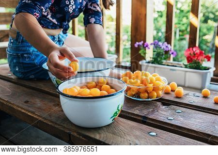 The Girl Holds Plucked Yellow Plums In Her Hands. Harvest Fresh Plucked Fruits, Ripe Plums. Hobbies,