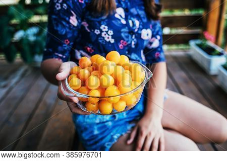 The Girl Holds Plucked Yellow Plums In Her Hands. Harvest Fresh Plucked Fruits, Ripe Plums. Hobbies,