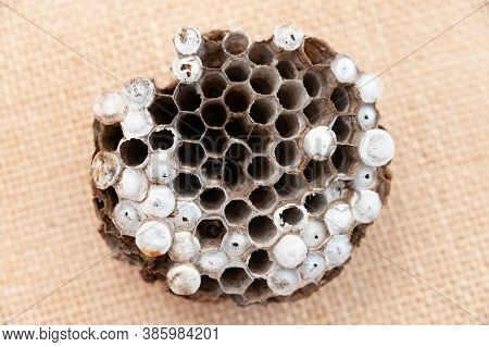 Wasp Nest With Larvae Isolated On Jute Background - Asian Giant Hornet Or Japanese Giant Hornet (ves