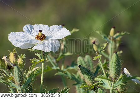 Lonely White Argemone Flower With A Lot Of Thorny  Buds On Blurred Floral Background. Katin Name - F