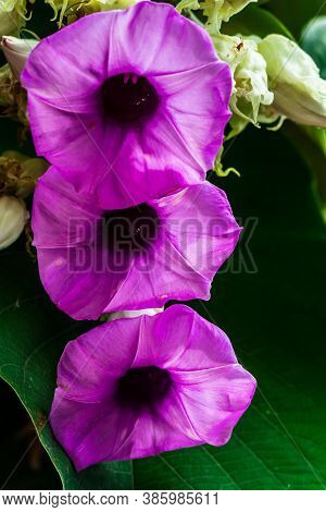 Elephant Creeper Flowers Blooming In Beauty Cozy Home Flower Garden On The Rainy Season.